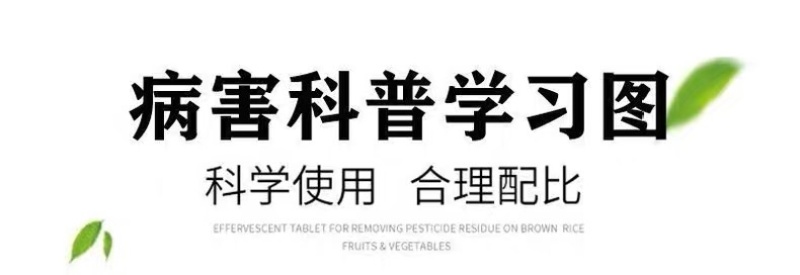 甲基硫菌灵水稻纹枯病稻瘟病农用保护性杀菌剂杀菌广谱持效期