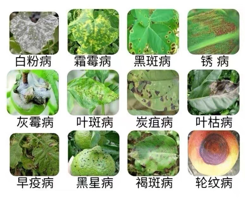 甲基硫菌灵水稻纹枯病稻瘟病农用保护性杀菌剂杀菌广谱持效期