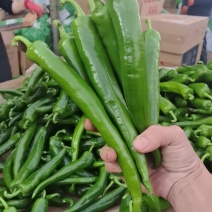 【青皮尖椒】湛江青椒/产地直发/大量上市/欢迎采购商来电