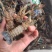 蓝龙龙虾大量现供应(一手货源)量大价优,欢迎电联