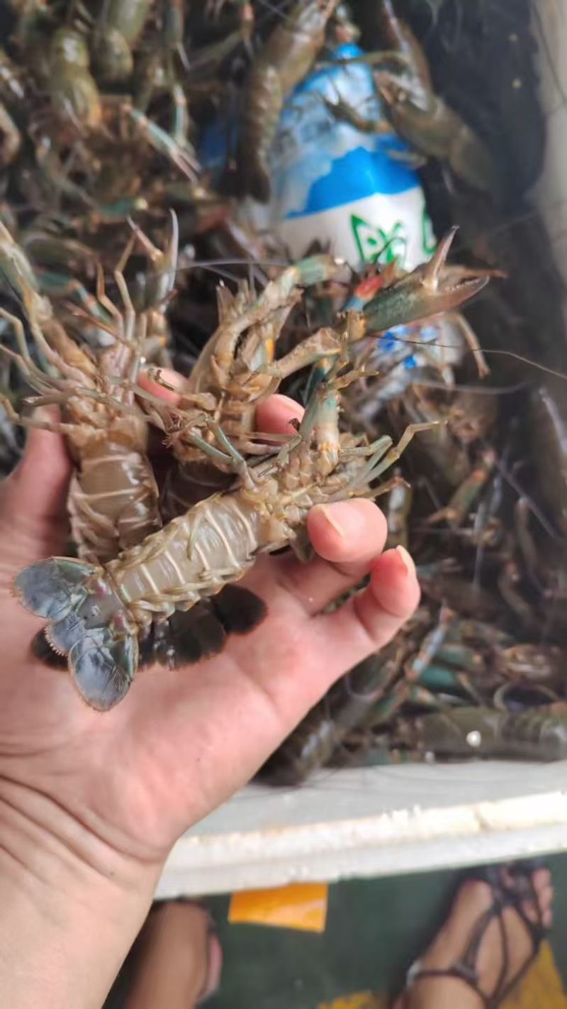 蓝龙龙虾大量现供应（一手货源）量大价优，欢迎电联