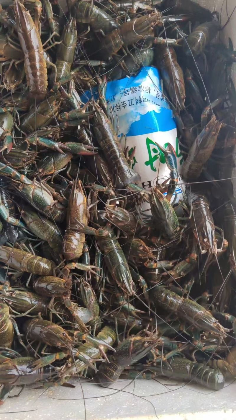 蓝龙龙虾大量现供应（一手货源）量大价优，欢迎电联