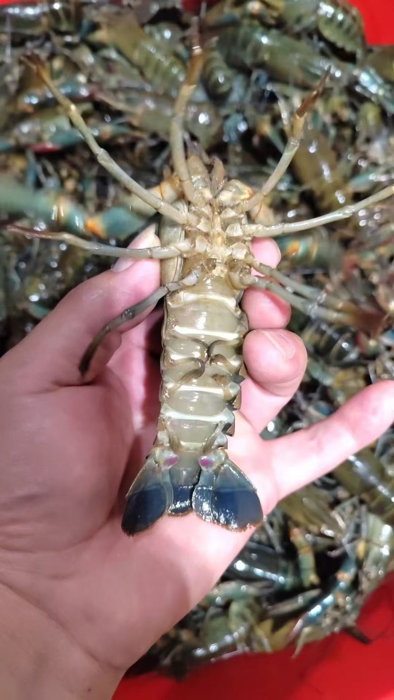 蓝龙龙虾大量现供应（一手货源）量大价优，欢迎电联