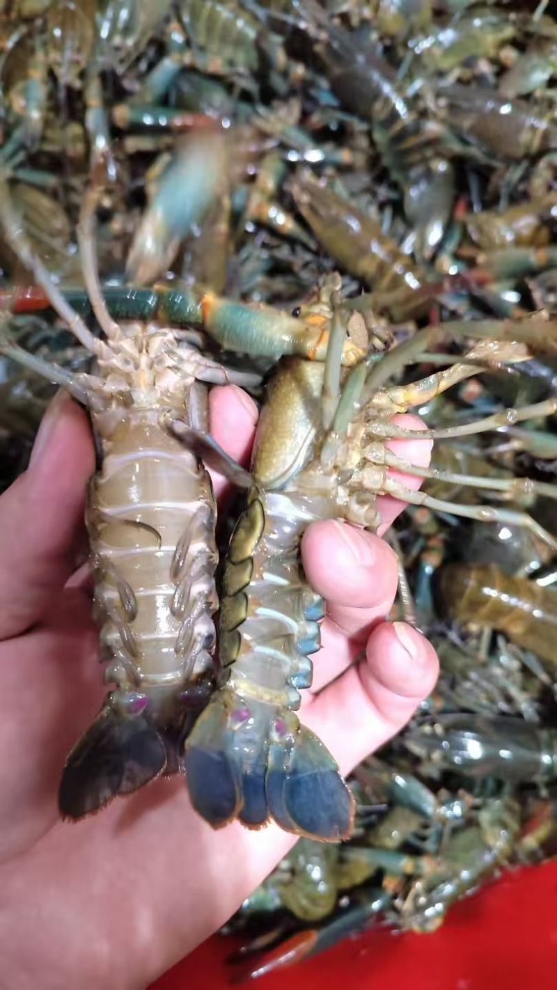 蓝龙龙虾大量现供应（一手货源）量大价优，欢迎电联