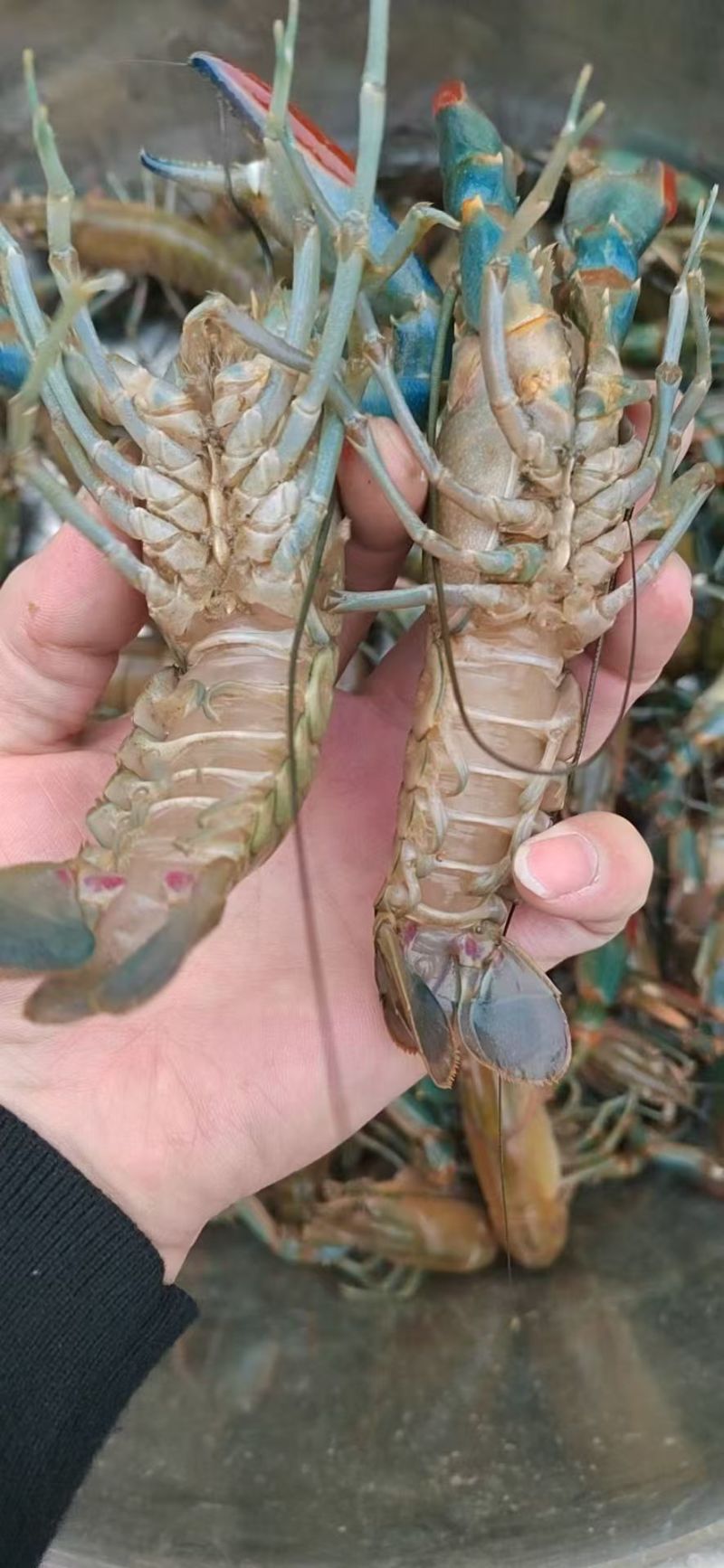 蓝龙龙虾大量现供应（一手货源）量大价优，欢迎电联