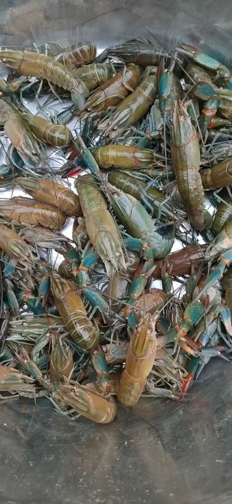蓝龙龙虾大量现供应（一手货源）量大价优，欢迎电联