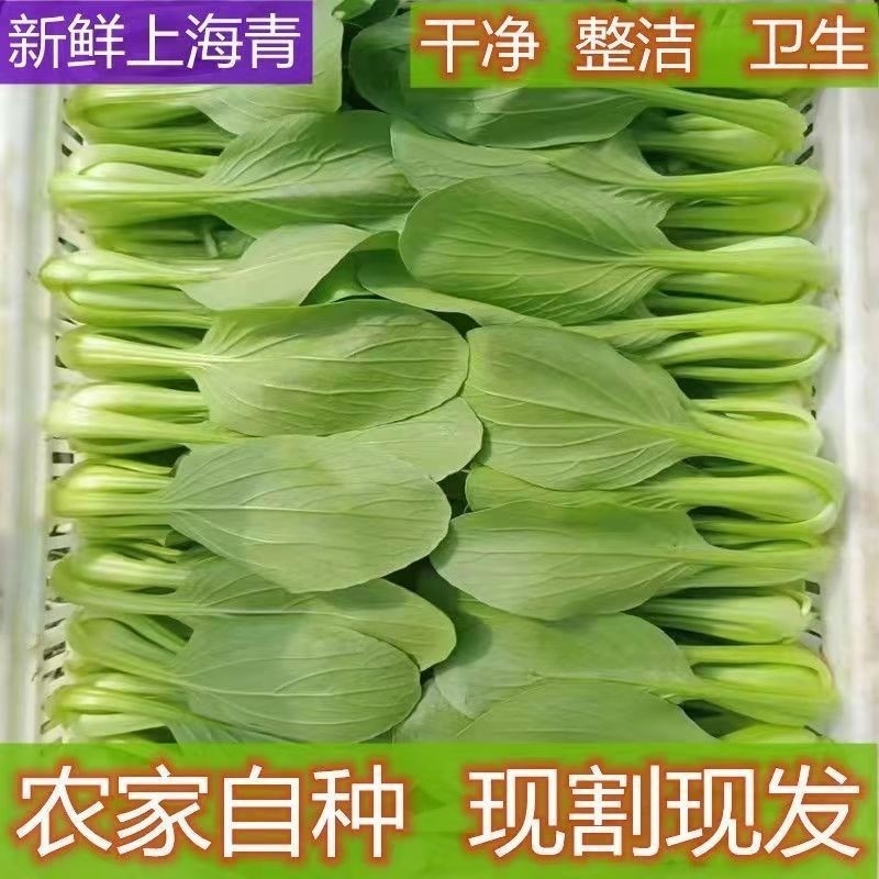 江苏上海青小油菜无黄叶无黑边无虫眼无病虫害卖相好大小颗