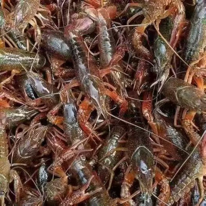汉川小龙虾万亩基地直发，规格齐全，保质保量，可视频看货