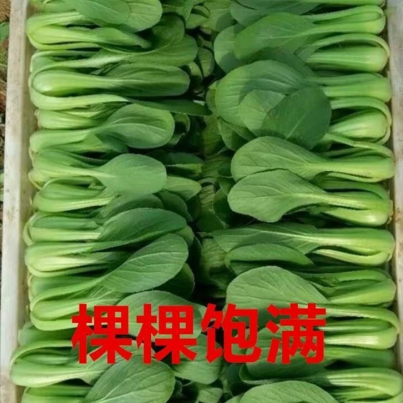 江苏上海青小油菜无黄叶无黑边无虫眼无病虫害卖相好大小颗
