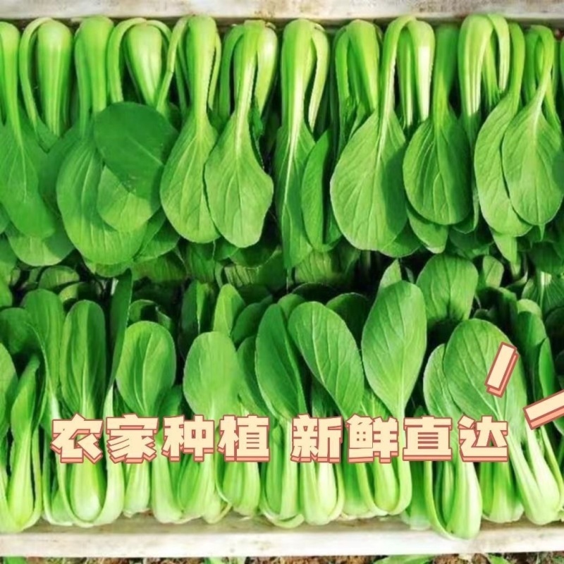 江苏上海青小油菜无黄叶无黑边无虫眼无病虫害卖相好大小颗
