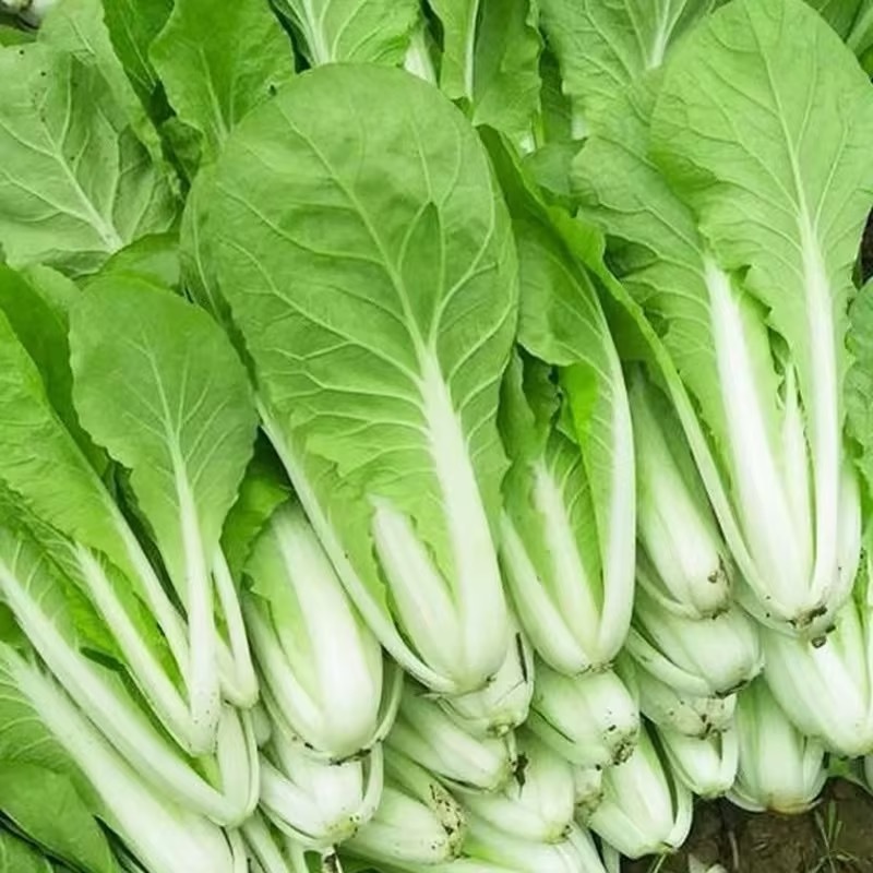 江苏奶白菜鲜嫩翠绿冷库打冷耐运输储存不失水现摘现发储存时间长