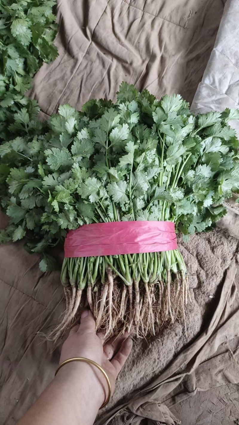 【优选】河北永年大叶香菜铁杆青香菜产地一手货源稳定供应