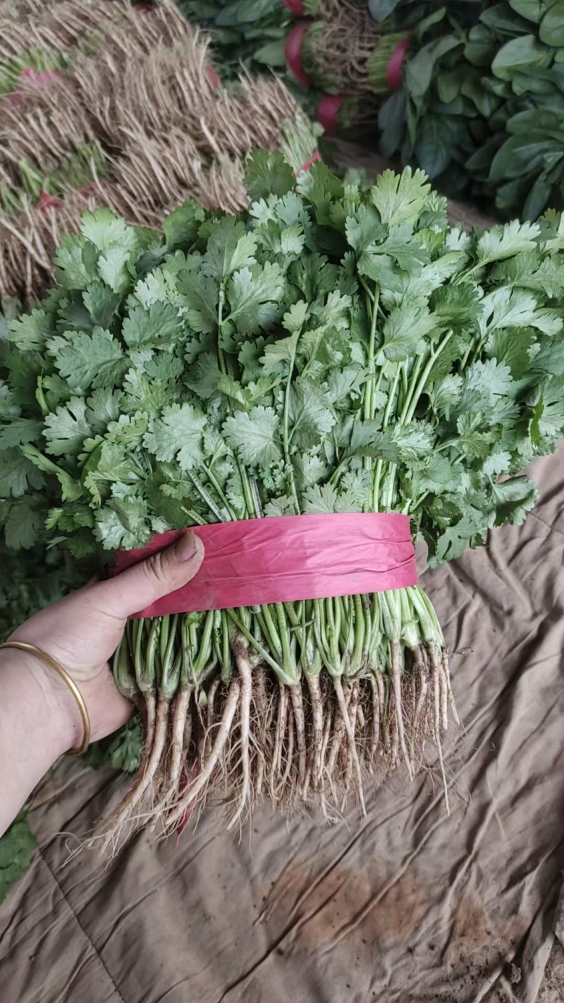【优选】河北永年大叶香菜铁杆青香菜产地一手货源稳定供应