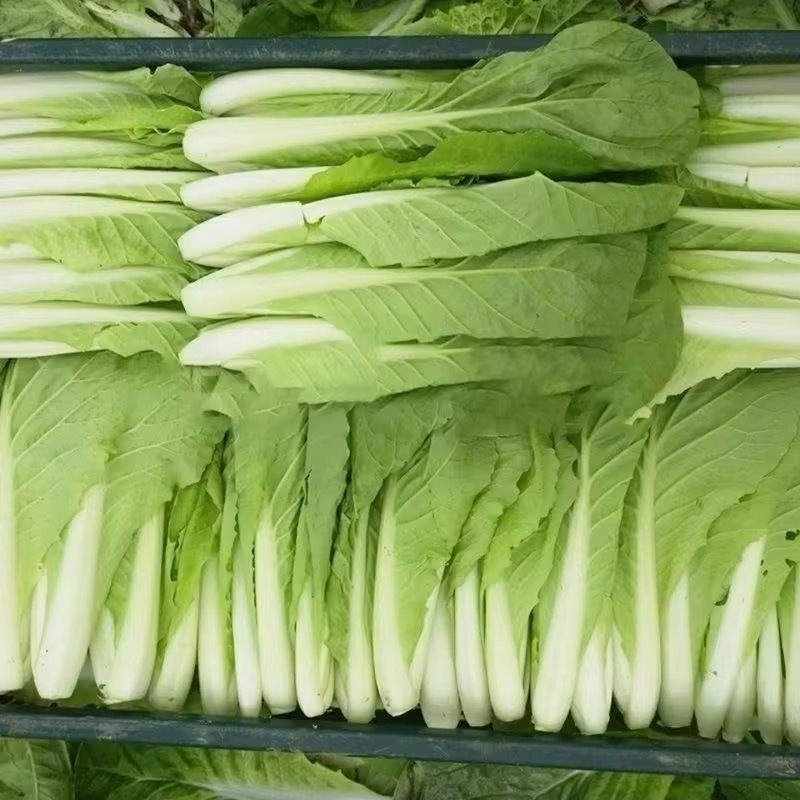 江苏小白菜自家一手货源价格优惠有场地工人设备装车快随来