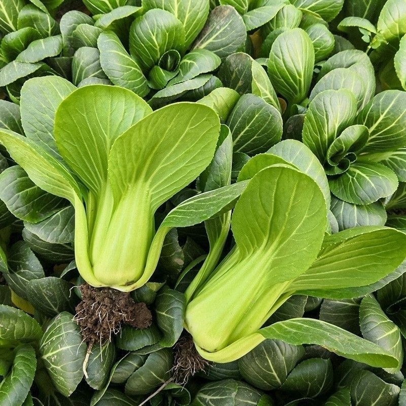 上海青承接加工电商批发市场商超直播带货菜场餐饮酒店食堂进