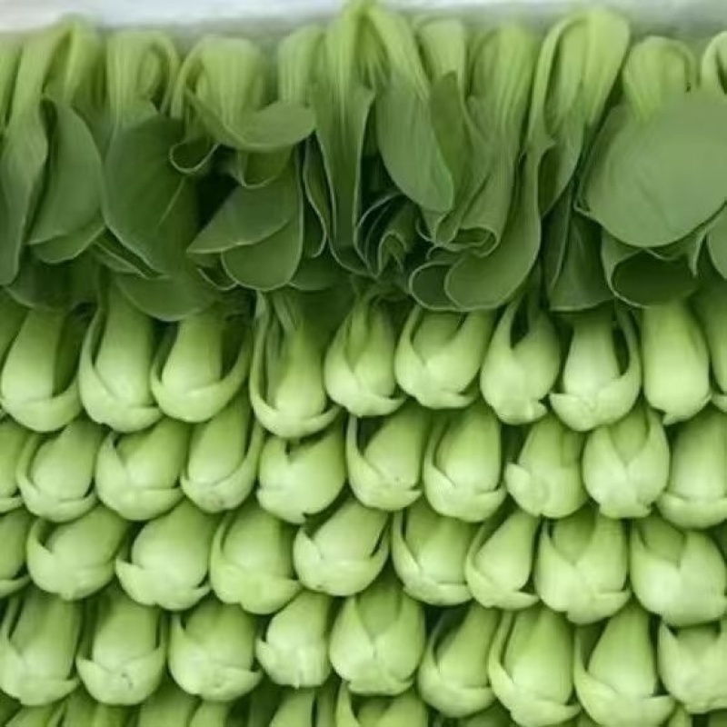 上海青承接加工电商批发市场商超直播带货菜场餐饮酒店食堂进