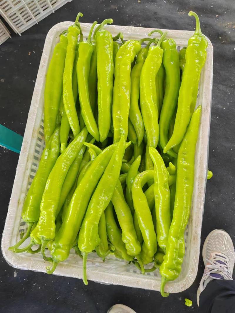 黄皮椒鲜辣椒尖椒新鲜采摘包上车全国发货