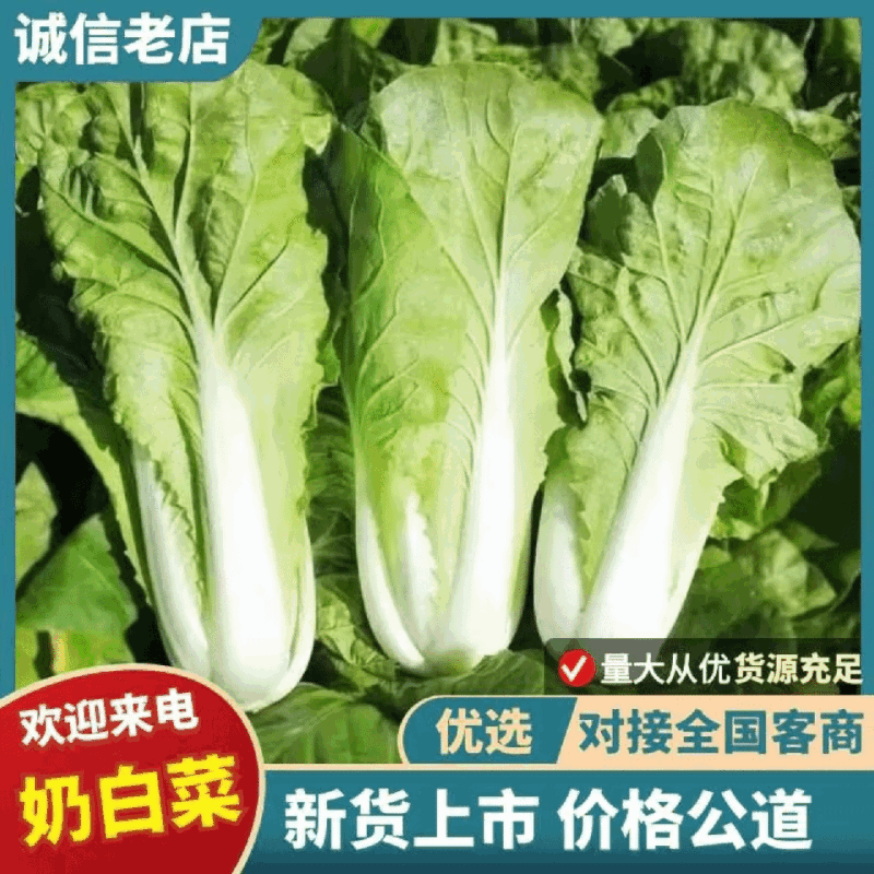 江苏奶白菜鲜嫩翠绿冷库打冷耐运输储存不失水现摘现发储存时间长