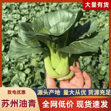 江苏油青苏州青叶厚墨绿按需求分拣打包有框子袋子纸箱泡沫箱