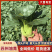 江苏油青苏州青叶厚墨绿按需求分拣打包有框子袋子纸箱泡沫箱