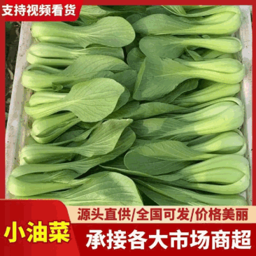 江苏上海青小油菜无黄叶无黑边无虫眼无病虫害卖相好大小颗