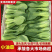 江苏上海青小油菜无黄叶无黑边无虫眼无病虫害卖相好大小颗