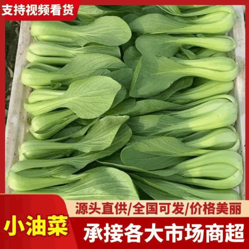 江苏上海青小油菜无黄叶无黑边无虫眼无病虫害卖相好大小颗