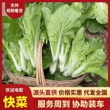 江苏快菜原产地供货一手货源价格优惠视频看货实地挑货满意为