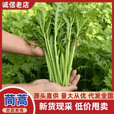 【打捆】南通小叶茼蒿预冷处理耐运输储存承接餐饮食堂加工商