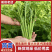 【打捆】南通小叶茼蒿预冷处理耐运输储存承接餐饮食堂加工商