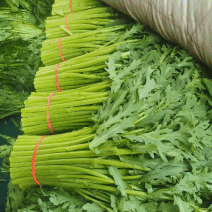 南通皇帝菜小叶茼蒿预冷处理耐运输储存承接餐饮食堂加工商超