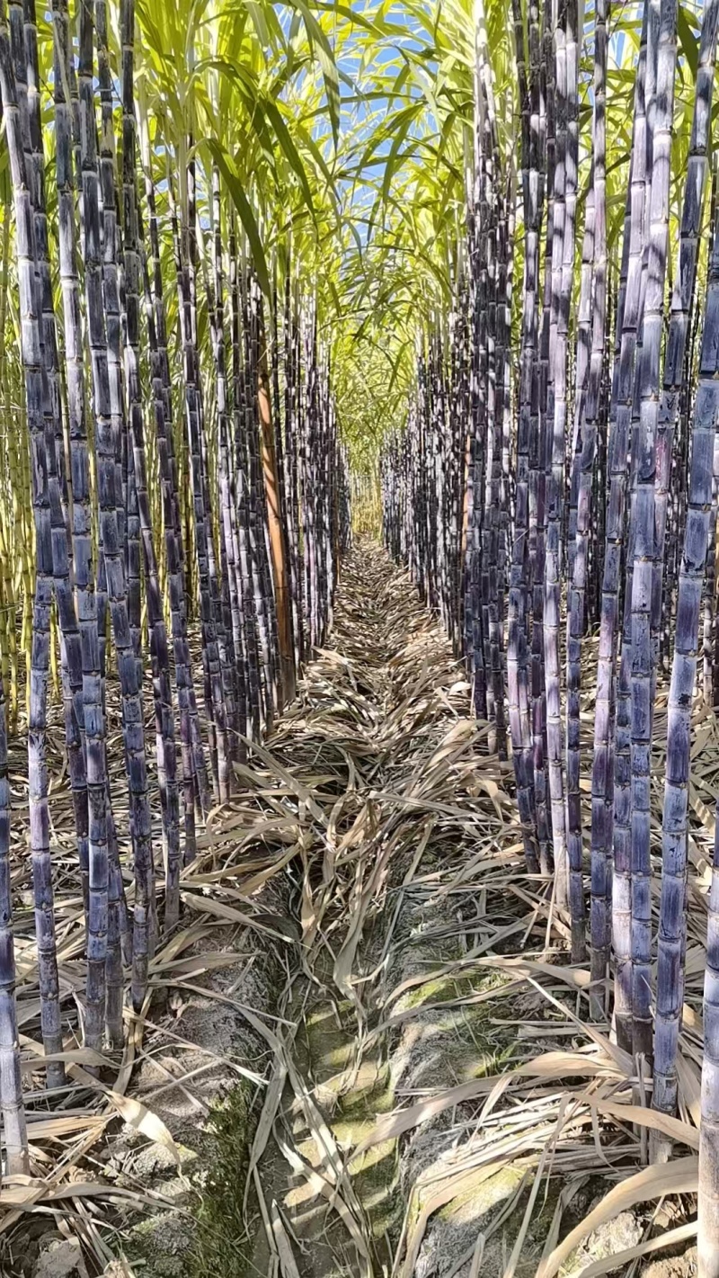 【超多人好评】云南黑皮甘蔗产地一手货源保质保量量大优惠