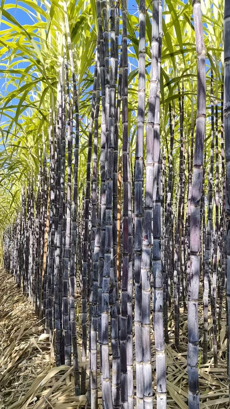 【超多人好评】云南黑皮甘蔗产地一手货源保质保量量大优惠