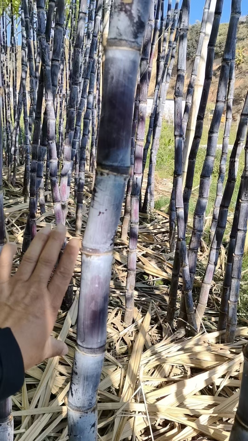 【好货推荐】黑皮甘蔗云南甘蔗产地直发保质保量