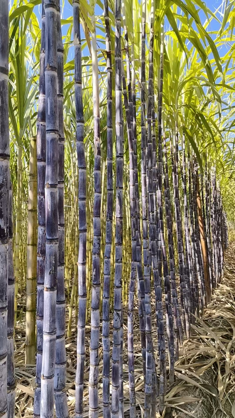 【好货推荐】黑皮甘蔗云南甘蔗产地直发保质保量