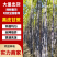 【超多人好评】云南黑皮甘蔗产地一手货源保质保量量大优惠