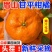 【精选】甘平柑橘支持一件可发对接全国电商商超视频看货
