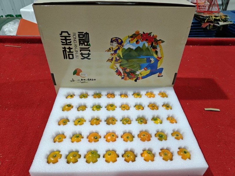 金桔广西脆蜜金桔产地直发对接电商一件代发等