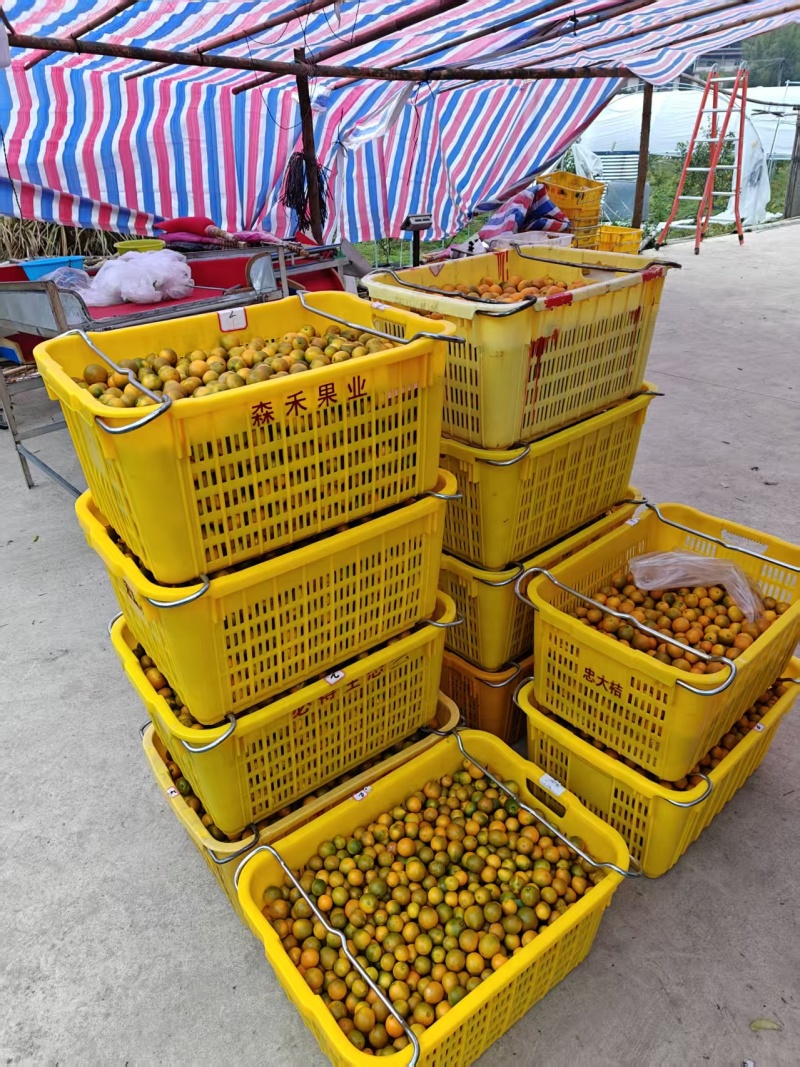 金桔广西脆蜜金桔产地直发对接电商一件代发等