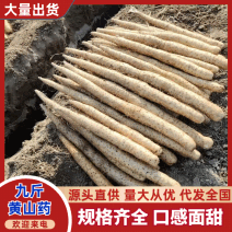 【诚信商家】优质空沟九斤黄品质保障量大从优