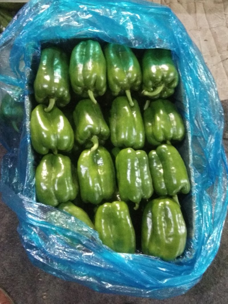 山东鲜辣椒精品太空椒对接电商市场商超可视频