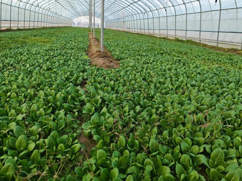 山东上海青油菜基地一手货源对接电商市场商超可视频
