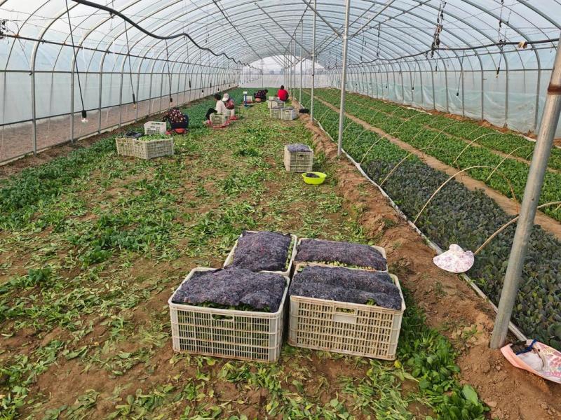 山东上海青油菜基地一手货源对接电商市场商超可视频