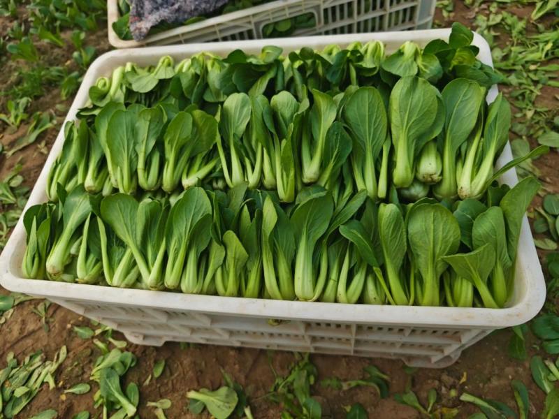 山东上海青油菜基地一手货源对接电商市场商超可视频