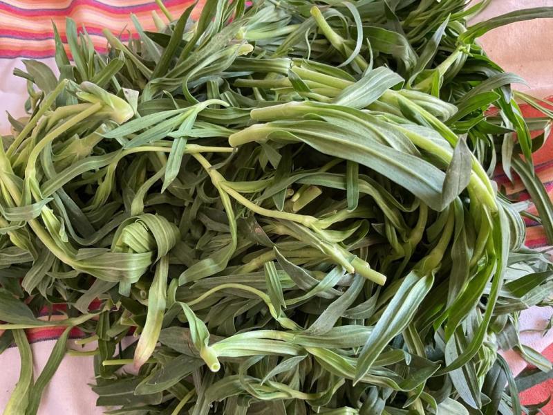 山东苗条菜基地一手货源对接电商市场商超可视频