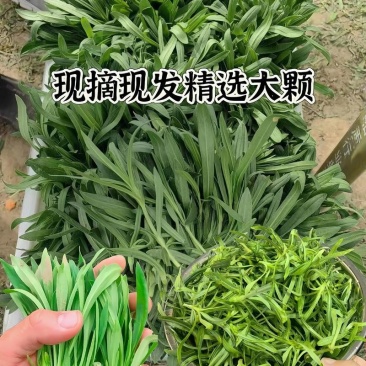 山东苗条菜基地一手货源对接电商市场商超可视频