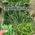 山东苗条菜基地一手货源对接电商市场商超可视频