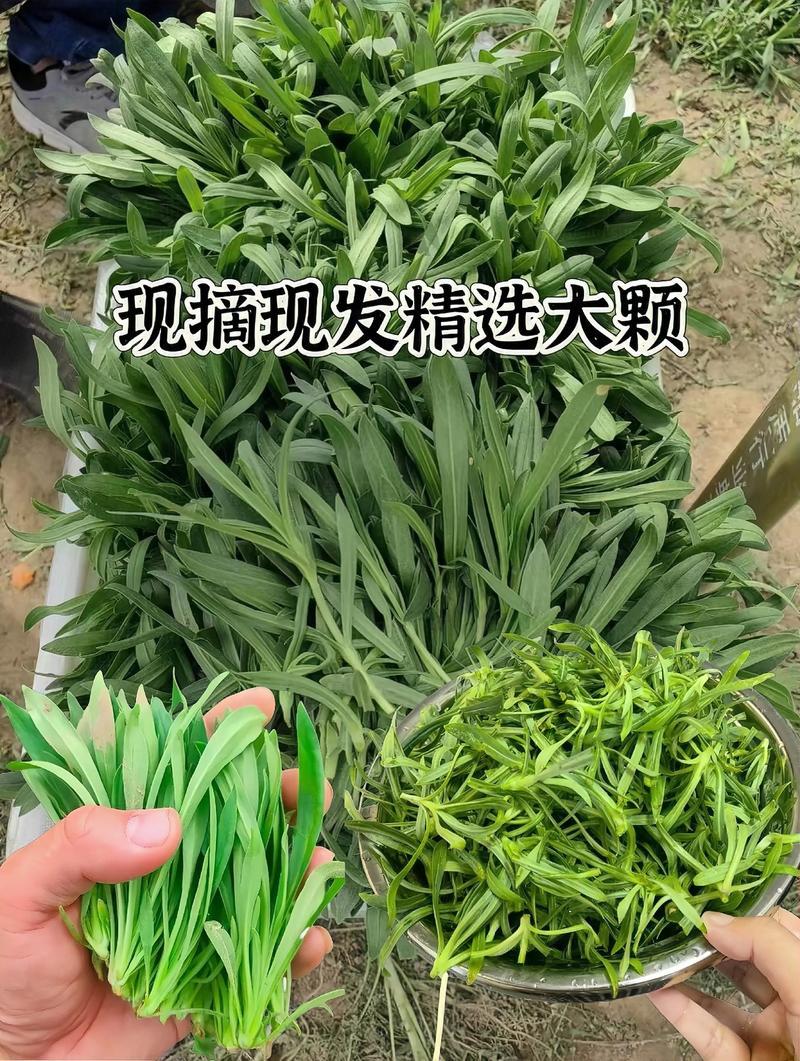 山东苗条菜基地一手货源对接电商市场商超可视频