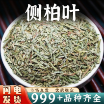 批发侧柏叶中药材安国中药材批新鲜侧柏叶生侧柏叶干侧柏叶