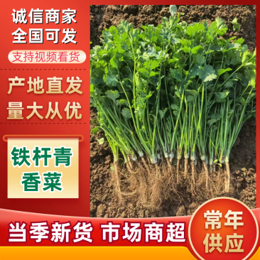 中叶铁杆青香菜量大从优规格齐全对接市场档口商超欢迎来电